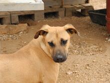 FREYJA, Hund, Mischlingshund in Italien - Bild 29