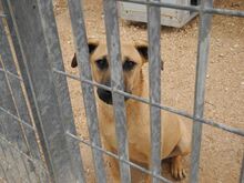 FREYJA, Hund, Mischlingshund in Italien - Bild 30