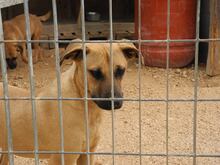 FREYJA, Hund, Mischlingshund in Italien - Bild 31
