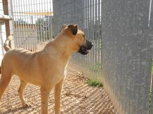 FREYJA, Hund, Mischlingshund in Italien - Bild 33