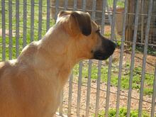 FREYJA, Hund, Mischlingshund in Italien - Bild 34