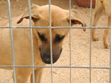 FREYJA, Hund, Mischlingshund in Italien - Bild 35