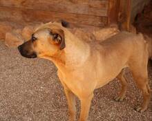 FREYJA, Hund, Mischlingshund in Italien - Bild 4