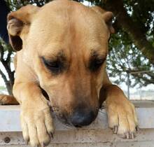 FREYJA, Hund, Mischlingshund in Italien - Bild 6