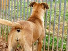 FREYJA, Hund, Mischlingshund in Italien - Bild 9