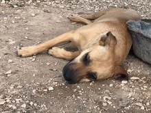 MANJA, Hund, Mischlingshund in Italien - Bild 21