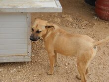 MANJA, Hund, Mischlingshund in Italien - Bild 26