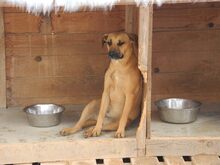 MANJA, Hund, Mischlingshund in Italien - Bild 30