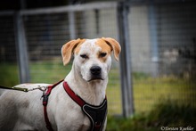 NICO, Hund, Mischlingshund in Bispingen - Bild 3