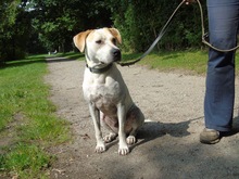 NICO, Hund, Mischlingshund in Bispingen - Bild 6
