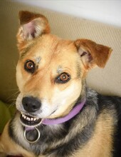 SELMA, Hund, Mischlingshund in Rumänien - Bild 1