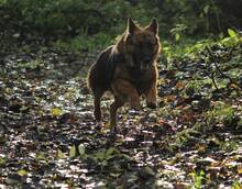 LARA, Hund, Deutscher Schäferhund in Sundhagen - Bild 13