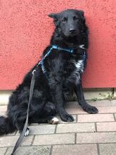 SNOOPY, Hund, Mischlingshund in Stockelsdorf - Bild 4