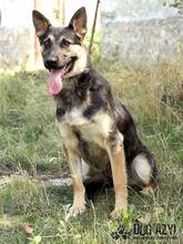 RITA, Hund, Deutscher Schäferhund in Slowakische Republik - Bild 1