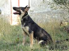 RITA, Hund, Deutscher Schäferhund in Slowakische Republik - Bild 10