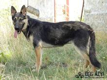 RITA, Hund, Deutscher Schäferhund in Slowakische Republik - Bild 2