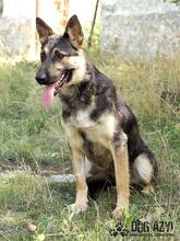 RITA, Hund, Deutscher Schäferhund in Slowakische Republik - Bild 3