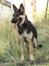 RITA, Hund, Deutscher Schäferhund in Slowakische Republik - Bild 5