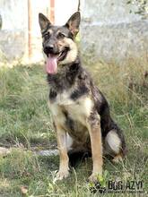 RITA, Hund, Deutscher Schäferhund in Slowakische Republik - Bild 9