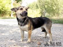 BUFFY, Hund, Mischlingshund in Slowakische Republik - Bild 2