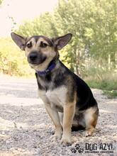 BUFFY, Hund, Mischlingshund in Slowakische Republik - Bild 4