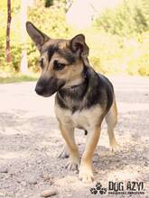 BUFFY, Hund, Mischlingshund in Slowakische Republik - Bild 6