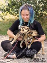 BUFFY, Hund, Mischlingshund in Slowakische Republik - Bild 8