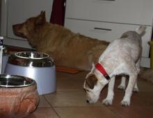 CANDY, Hund, Mischlingshund in Greven - Bild 12