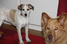 CANDY, Hund, Mischlingshund in Greven - Bild 13