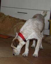 CANDY, Hund, Mischlingshund in Greven - Bild 16