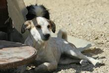 CANDY, Hund, Mischlingshund in Greven - Bild 17