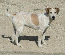 CANDY, Hund, Mischlingshund in Greven - Bild 19