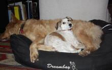CANDY, Hund, Mischlingshund in Greven - Bild 23