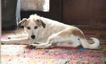CANDY, Hund, Mischlingshund in Greven - Bild 5