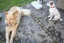 CANDY, Hund, Mischlingshund in Greven - Bild 6