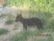 MIA, Hund, Mischlingshund in Oberstenfeld - Bild 13