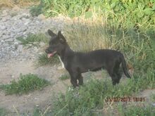MIA, Hund, Mischlingshund in Oberstenfeld - Bild 15