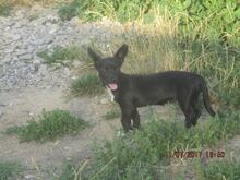 MIA, Hund, Mischlingshund in Oberstenfeld - Bild 17