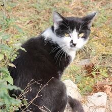 MIRA, Katze, Hauskatze in Rumänien - Bild 1