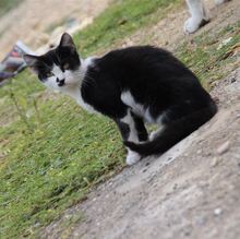 MIRA, Katze, Hauskatze in Rumänien - Bild 2