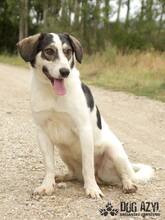 LIANA, Hund, Mischlingshund in Slowakische Republik - Bild 3