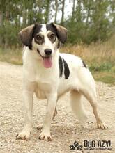 LIANA, Hund, Mischlingshund in Slowakische Republik - Bild 4