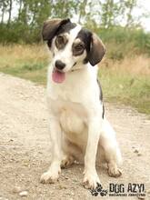 LIANA, Hund, Mischlingshund in Slowakische Republik - Bild 5
