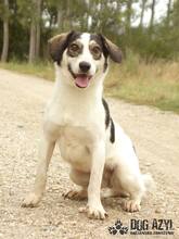 LIANA, Hund, Mischlingshund in Slowakische Republik - Bild 7