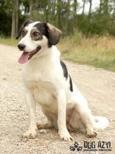 LIANA, Hund, Mischlingshund in Slowakische Republik - Bild 8