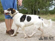 LIANA, Hund, Mischlingshund in Slowakische Republik - Bild 9