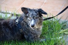 RÄUBER, Hund, Deutscher Schäferhund-Mix in Spanien - Bild 3