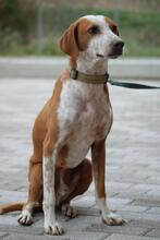 LEO, Hund, Jagdhund in Mengkofen - Bild 2