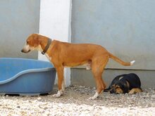 LEO, Hund, Jagdhund in Mengkofen - Bild 5