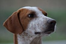 LEO, Hund, Jagdhund in Mengkofen - Bild 6